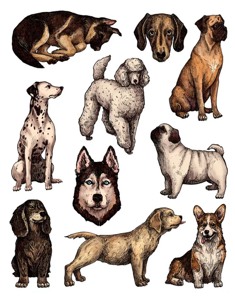 Set Van Gekleurde Met Hand Getekende Inkt Hond Schetsen Portretten — Stockfoto