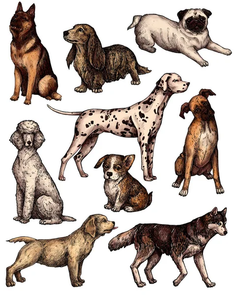 Σύνολο Από Χρωματιστά Ζωγραφισμένα Στο Χέρι Σκίτσα Σκύλου Μελάνι Πορτρέτα — Φωτογραφία Αρχείου