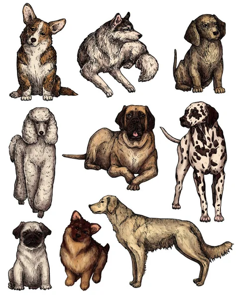 Conjunto Desenhos Coloridos Desenhados Mão Para Cães Tinta Retratos Labrador — Fotografia de Stock