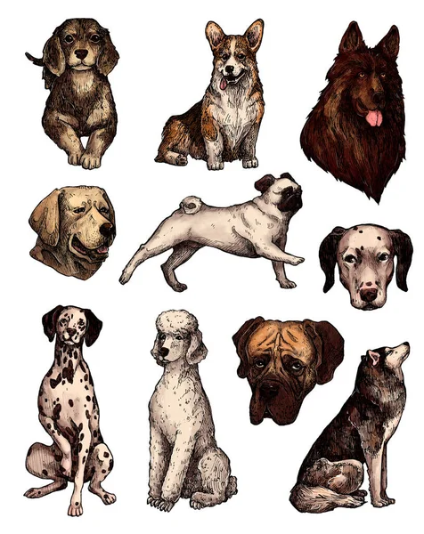 Set Van Gekleurde Met Hand Getekende Inkt Hond Schetsen Portretten — Stockfoto