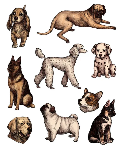 Set Farbiger Handgezeichneter Hundeskizzen Porträts Von Labrador Retriever Corgi Pudel — Stockfoto