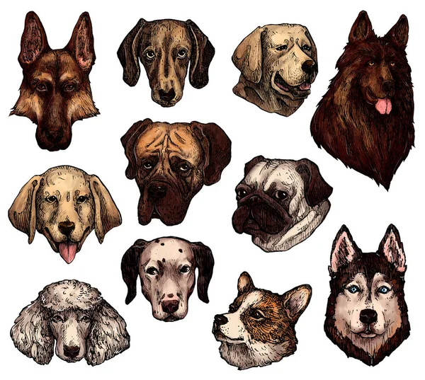 Conjunto Bosquejos Cabezas Perros Tinta Dibujados Mano Colores Retratos Labrador — Foto de Stock
