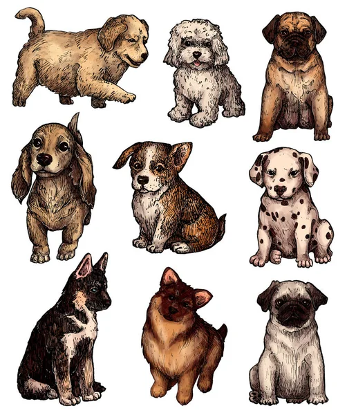 Σύνολο Από Χρωματιστά Ζωγραφισμένα Στο Χέρι Σκίτσα Σκύλων Μελάνι Κουτάβια — Φωτογραφία Αρχείου