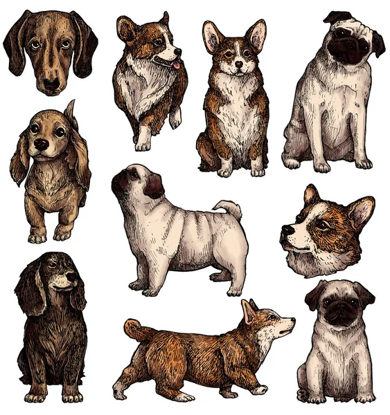 Juego Bocetos Para Perros Tinta Dibujados Mano Colores Corgi Dachshund —  Fotos de Stock