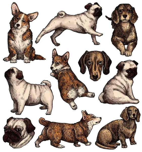 Conjunto Desenhos Cães Tinta Desenhados Mão Coloridos Corgi Dachshund Pug — Fotografia de Stock