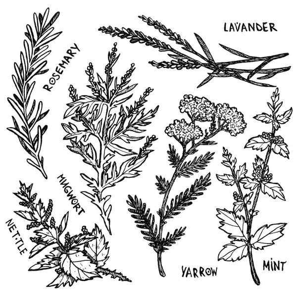 할로윈 잉크에 Yarrow Mugwort Mint Nettle Rosemary Lavender Mint 향신료 — 스톡 사진