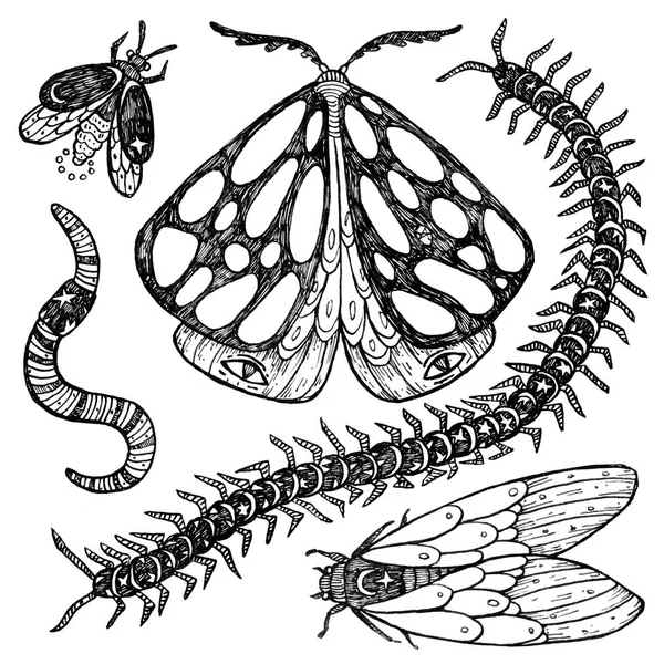 Tintenset Mit Mystischen Insekten Halloween Glühwürmchen Motten Tausendfüßer Scolopendra Wurm — Stockfoto