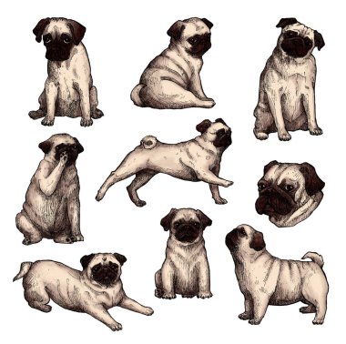 El çizimi renkli mürekkep köpekleri çizimleri. Pug, cüce bir köpek, geniş düz burunlu ve derinden buruşuk suratlı bir buldog gibi ürer. Klasik mürekkep hayvanları çizimi. Beyazda izole edilmiş