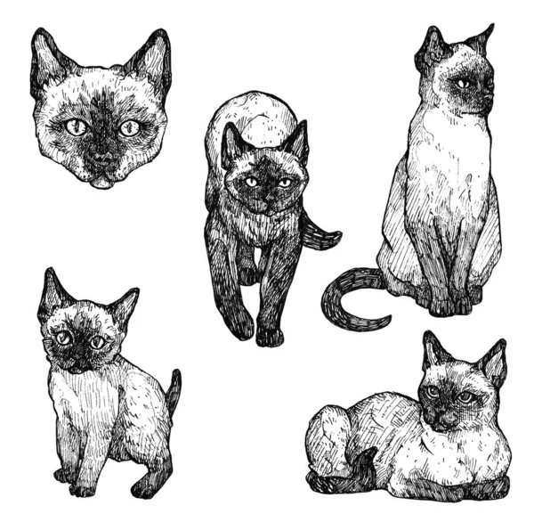 Çizimi Mürekkep Kedileri Çizimleri Siyam Kedisi Asyalı Klasik Mürekkep Hayvanları — Stok fotoğraf