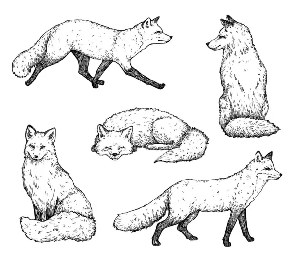 stock image Hand drawn ink set of foxes. Realistic illustration. Black and white. Print, illustration for book.