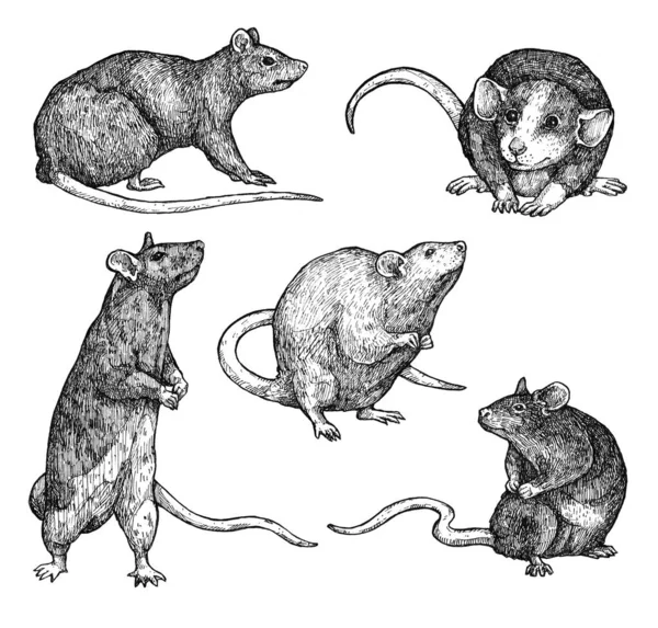 一套手绘墨鼠素描 老鼠和老鼠 古色古香的油墨动物图解 被白色隔离了农历新年的象征 — 图库照片