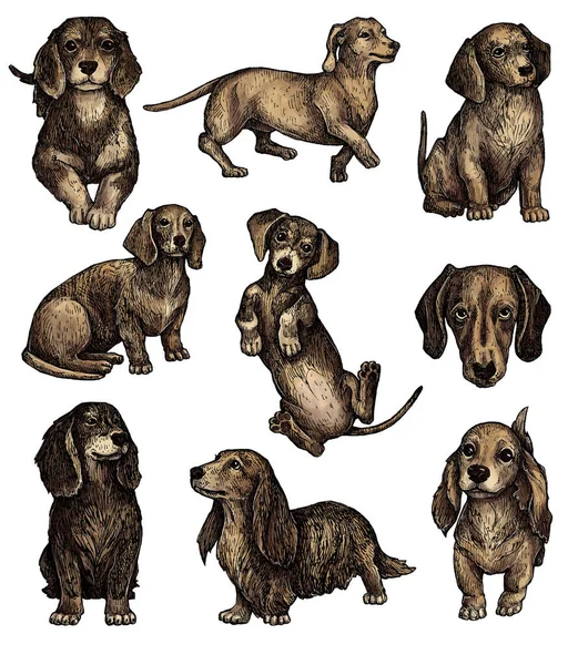 Set Hand Drawn Colored Ink Dogs Sketches Dachshund Dog Short — Stock Photo, Image