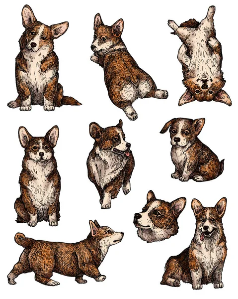 Conjunto Bocetos Dibujados Mano Para Perros Tinta Colores Corgi Perrito — Foto de Stock