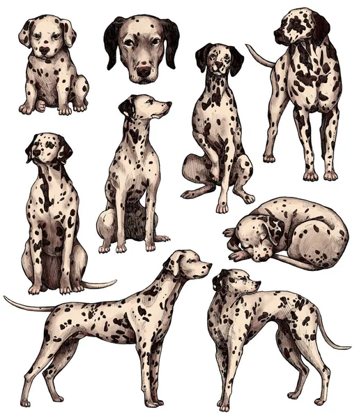 Σύνολο Ζωγραφισμένα Στο Χέρι Χρωματιστά Σκίτσα Σκύλων Μελάνι Δαλματίας Φύλακας — Φωτογραφία Αρχείου