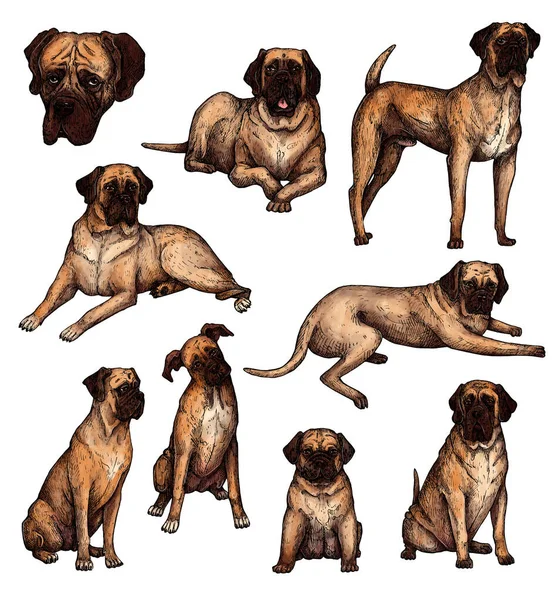 Zestaw Kolorowe Ręcznie Rysowane Psie Szkice Atrament Mastiff Pies Dużej — Zdjęcie stockowe