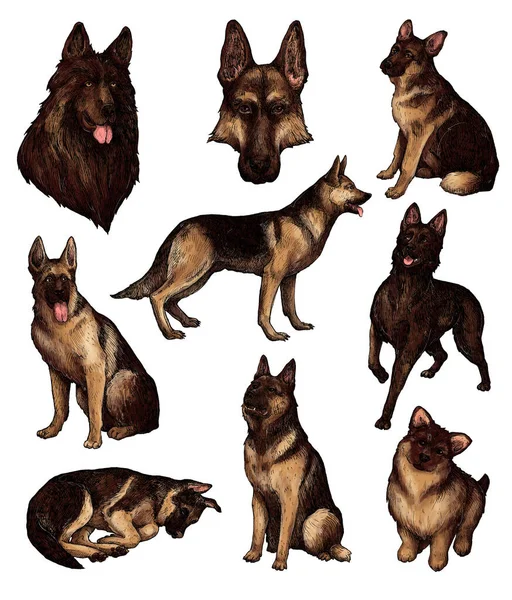 Handgezeichnete Skizzen Von Hunden Schäferhund Schäferhund Wachhund Vintage Tusche Tiere — Stockfoto