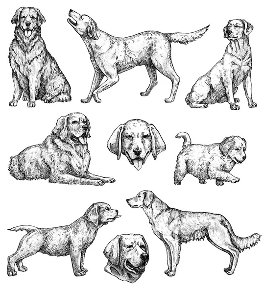 Set Hand Drawn Ink Dogs Sketches Retriever Labrador Vintage Ink — Stock Photo, Image
