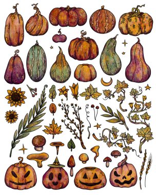 Dekoratif balkabağı seti. El yapımı hasat illüstrasyonu. Konforlu boho ve klasik koleksiyonu. Alışverişe git. Dekoratif bir doğa. Beyazda izole edilmiş. Renk ve altın