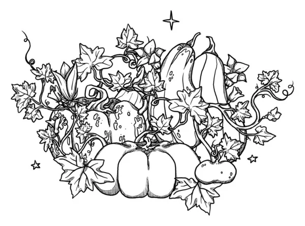 Set of decorative pumpkins and compositions. Hand-drawn autumn harvest. Boho and vintage collection. Line art fall grocery. Decorative nature. Isolated on white