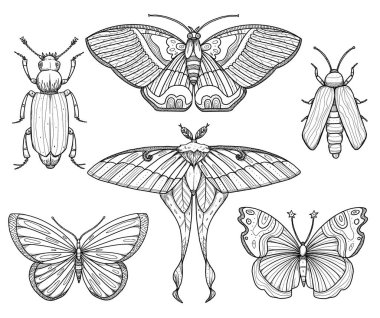 Böcek çizimleri seti. Boho ve vintage koleksiyonu. Kelebek, güve, ateş böceği. Bohem desenler. Çizgi sanatı. Elle çizilmiş. Beyazda izole edilmiş 