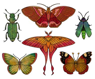 Böcek çizimleri seti. Boho ve vintage koleksiyonu. Kelebek, güve, ateş böceği. Renkli. Beyazda izole edilmiş 