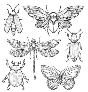 Böcek çizimleri seti. Boho ve vintage koleksiyonu. Böcek, böcek, yusufçuk, kelebek, ateş böceği, ağustos böceği. Bohem desenler. Çizgi sanatı. Elle çizilmiş. Beyazda izole edilmiş 