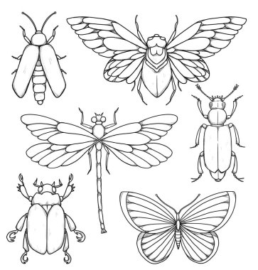 Böcek çizimleri seti. Boho ve vintage koleksiyonu. Arı, yusufçuk, kelebek, ateş böceği, uğur böceği, ağustos böceği. Çizgi sanatı. Elle çizilmiş. Beyazda izole edilmiş 