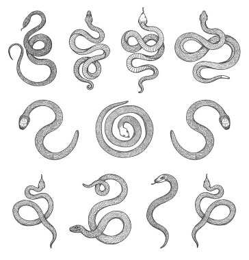 Bir dizi yılan çizimi. Boho ve vintage koleksiyonu. Siyah ve beyaz elementler. Çizgi sanatı. Wiccan ve pagan sanatı. Dekoratif bir doğa. Beyazda izole edilmiş