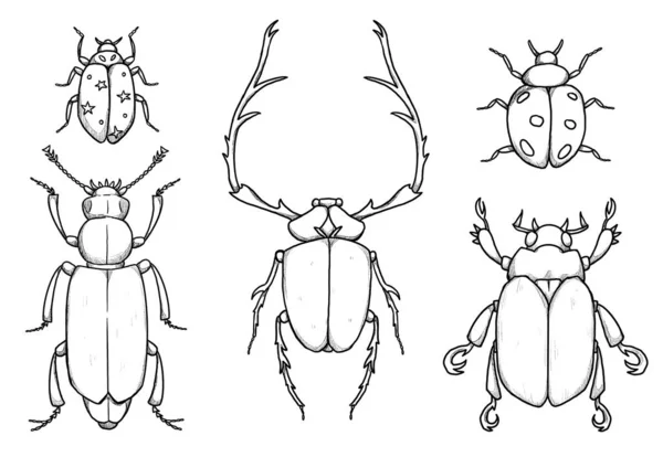 Sada Ilustrací Hmyzu Boho Kolekce Ročníků Brouci Berušky Připraveny Line — Stock fotografie