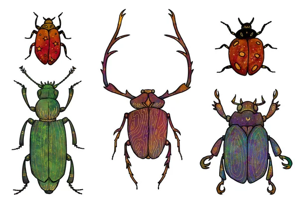Conjunto Ilustrações Insetos Boho Coleção Vintage Insectos Joaninhas Colorido Isolado — Fotografia de Stock