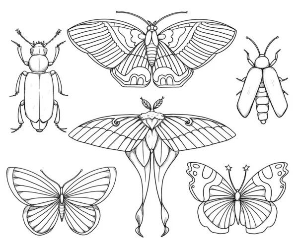 Sada Ilustrací Hmyzu Boho Kolekce Ročníků Motýl Můra Světluška Line — Stock fotografie