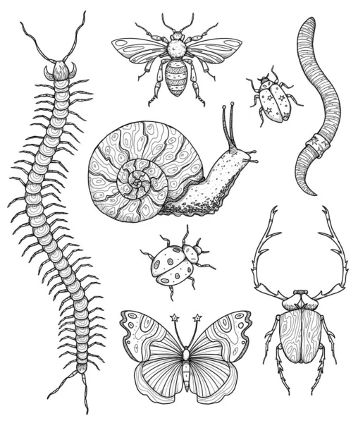 Sada Ilustrací Hmyzu Boho Kolekce Ročníků Včela Brouk Brouk Motýl — Stock fotografie