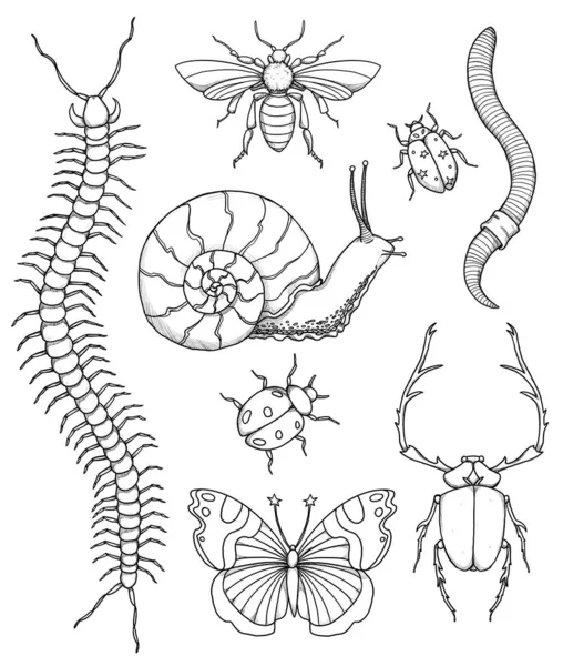 Ensemble Illustrations Insectes Boho Collection Vintage Abeille Scarabée Insecte Papillon — Photo