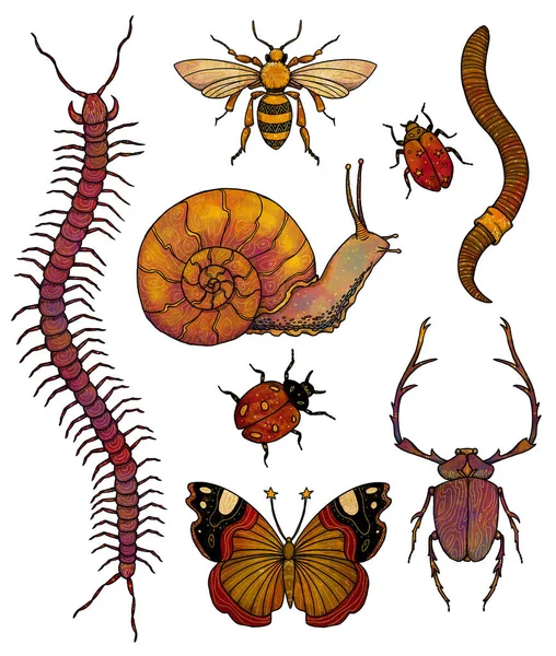 Insectenillustraties Boho Vintage Collectie Bijen Kevers Insecten Vlinders Slakken Lieveheersbeestjes — Stockfoto
