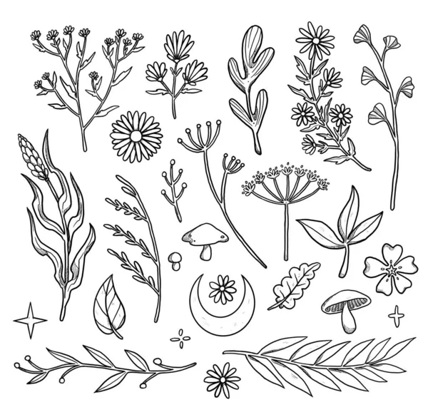装飾的な花のイラストのセット Bohoとヴィンテージコレクション ラインアート 手描きプラント 白い背景に分離された要素 ゴブリンコア — ストック写真