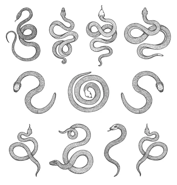 Set Snakes Illustrations Boho Vintage Collection Black White Elements Line — Stock Photo, Image
