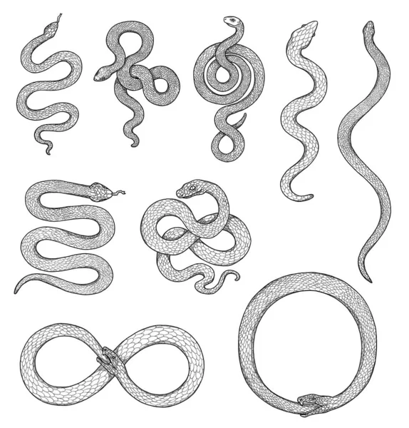 Set Snakes Illustrations Boho Vintage Collection Black White Elements Line — Stock Photo, Image