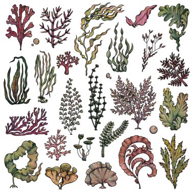 Dekoratif yosun çizimleri. Boho ve vintage koleksiyonu. Renkli set. El yapımı yosunlar. Beyaz arka planda izole elementler. Goblincore