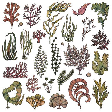 Dekoratif deniz yosunu çizimleri. Boho ve vintage koleksiyonu. Renkli ve altın rengi bir set. El yapımı yosunlar. Beyaz arka planda izole elementler. Goblincore