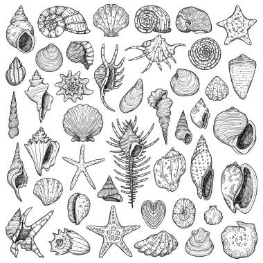 Eski tip mermiler. El yapımı resim çizimi. Denizci kompozisyonu. Antika elementler. Wiccan ve pagan sanatı. Dekoratif bir doğa. Beyazda izole edilmiş