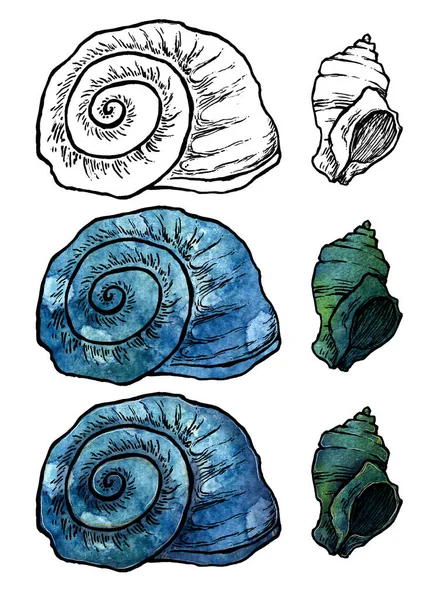 Hand Drawn Ink Watercolor Shells Set Seashell Sketch Isolated White — Stock Photo, Image