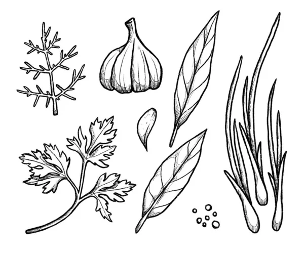 Kryddor Och Grönt Handritade Svartvita Illustrationer Den Veganska Uppsättningen Isolerad — Stockfoto