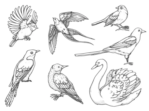 Set Birds Illustrations Boho Vintage Collection Cuckoo Tit Magpie Rook — Stock Fotó