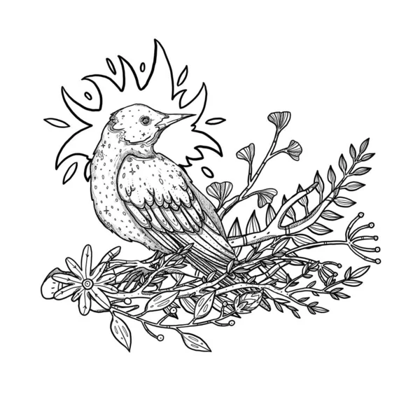 Boho Birds Illustration Hand Drawn Rook Line Art Floral Composition — Stock Photo, Image