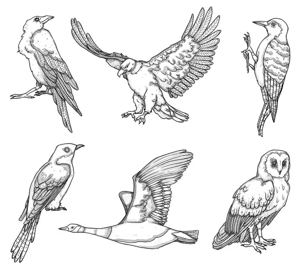 Conjunto Ilustraciones Aves Cuco Pájaro Carpintero Cuervo Águila Búho Pato —  Fotos de Stock