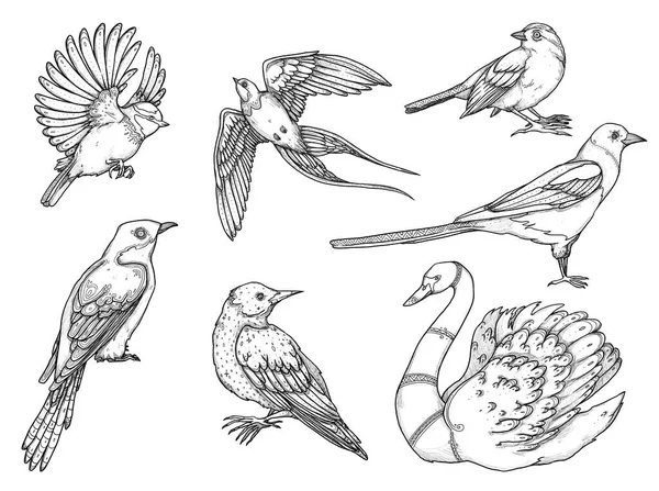 Set Birds Illustrations Boho Vintage Collection Cuckoo Tit Magpie Rook —  Fotos de Stock