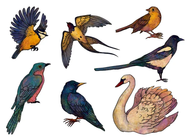 Set Birds Illustrations Boho Vintage Collection Cuckoo Tit Magpie Rook — Stok fotoğraf
