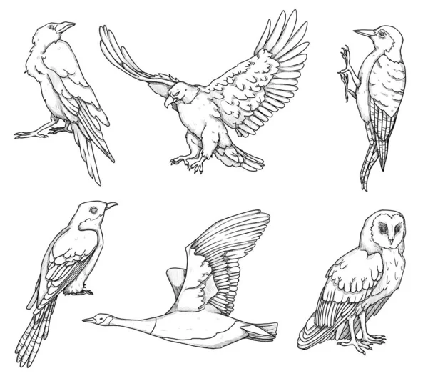 Zbiór Ilustracji Ptaków Kukułka Dzięcioł Kruk Orzeł Sowa Kaczka Gęś — Zdjęcie stockowe