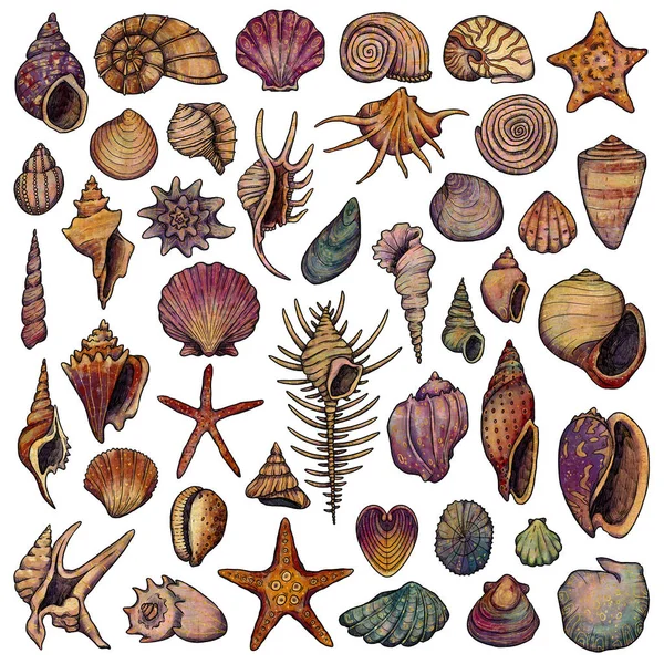 Vintage Set Shells Hand Drawn Color Gold Illustration Marine Composition — Stock Photo, Image