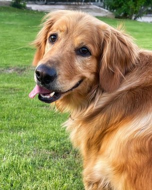 Golden Retriever Dog Kameranın Diline Bakıyor
